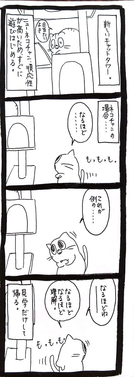 【猫】新しいキャットタワーとの出会い