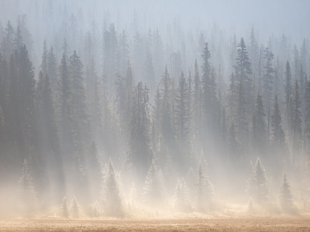 'Backlit mist rising in the Canadian Rockies,' #photography by Viktoria Haack