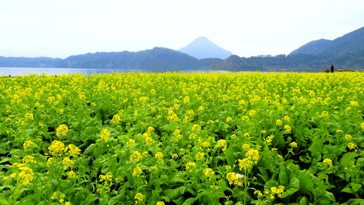 Tokyonobo's tweet photo. The first photos of Mt. Kaimondake. Ibusuki Onsen has a sandy beach with a length of about 1 km that is heated by hot springs and is famous for its sand baths (see last photo). I also experienced this on the beach at my hotel. 
#指宿温泉 #開聞岳 #sandbath https://t.co/l1YvKgJHPr
