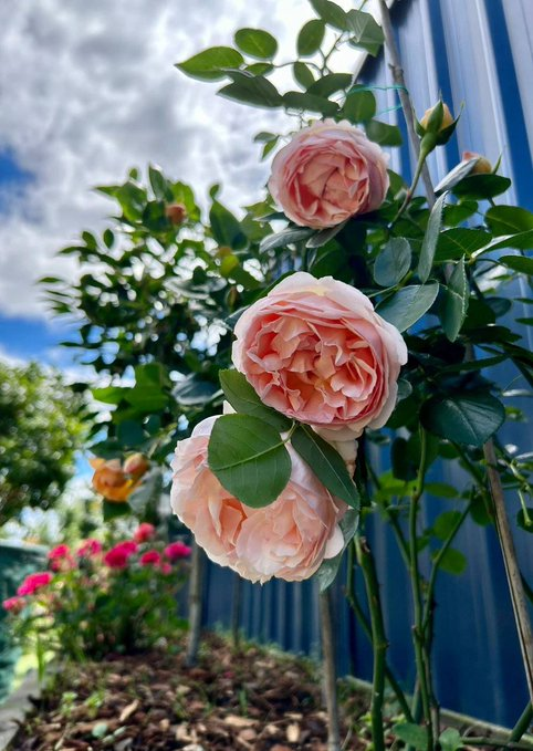 arivprayoga's tweet photo. おはようございます。今日は面白い写真を撮ります。とても綺麗ですね。🥰 https://t.co/B6EMO0Fvxl