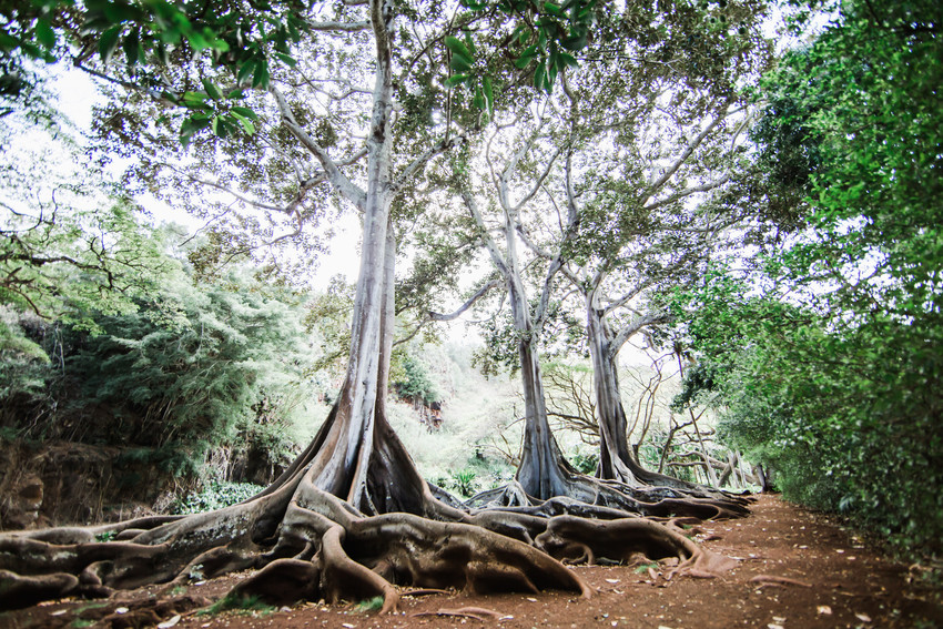 📚 🌱 Calling all PhD students in botany! The @gcascholarships Tropical Botany Fellowship supports independent field research in the tropics that contributes to the preservation of tropical forests. Deadline to apply is January 15. Learn more: ntbg.org/tropical-botan…