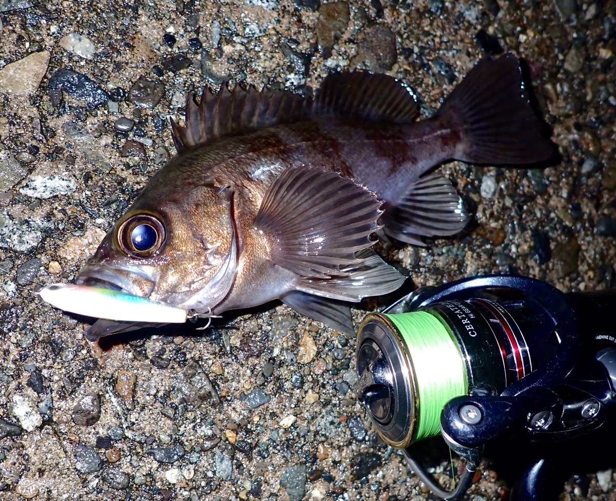 8DDPLPd09dGG31k's tweet photo. 12月26日
プラッキングメバルにて^_^
#RAPALA
#ラパラ
#ラパラジャパン
#ラパラPR
#フラッタースティックマッドフラッシュ4
#フラ4
#RAPLINEPE
#ラップラインPE
#ラッププレミアムショックリーダー
#メバル
#メバリング
#プラッキングメバル
#カサゴ
#越前海岸
#福井の釣り https://t.co/vDXaVOfeY9