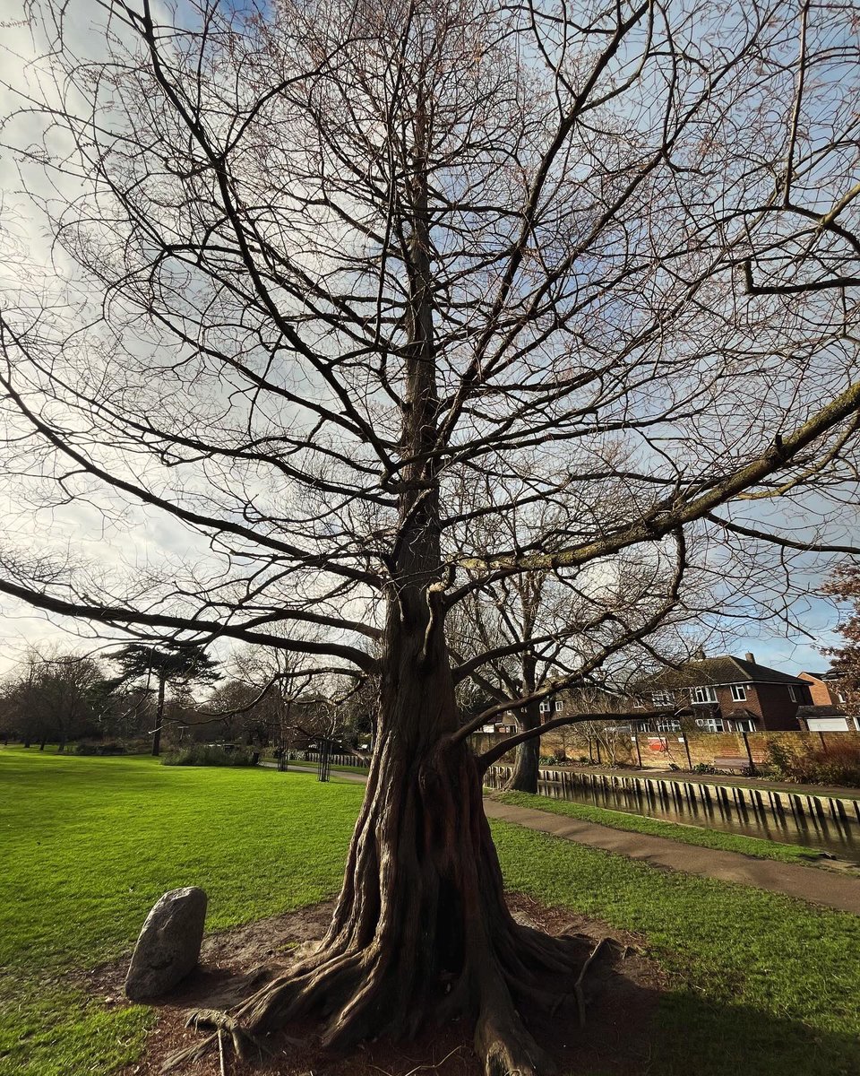 EliGarci4's tweet photo. Walking in Canterbury I came across some truly amazing trees! 🌳 #trees #nature https://t.co/1FaJSqWKJY