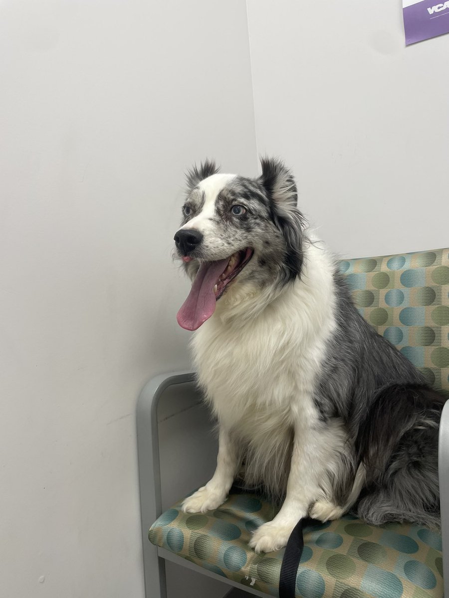 UnpunchedCard's tweet photo. @JeremyCom My old, handsome boy at the vet. That $100 would be useful in paying some of these dang vet bills he’s racking up 😂 https://t.co/wbhpweps71