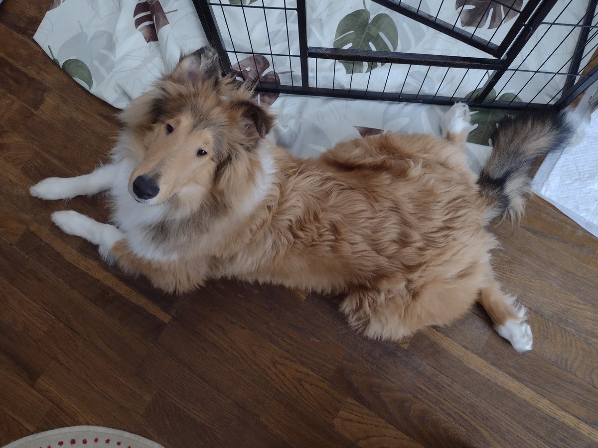 まだ、カエル足。