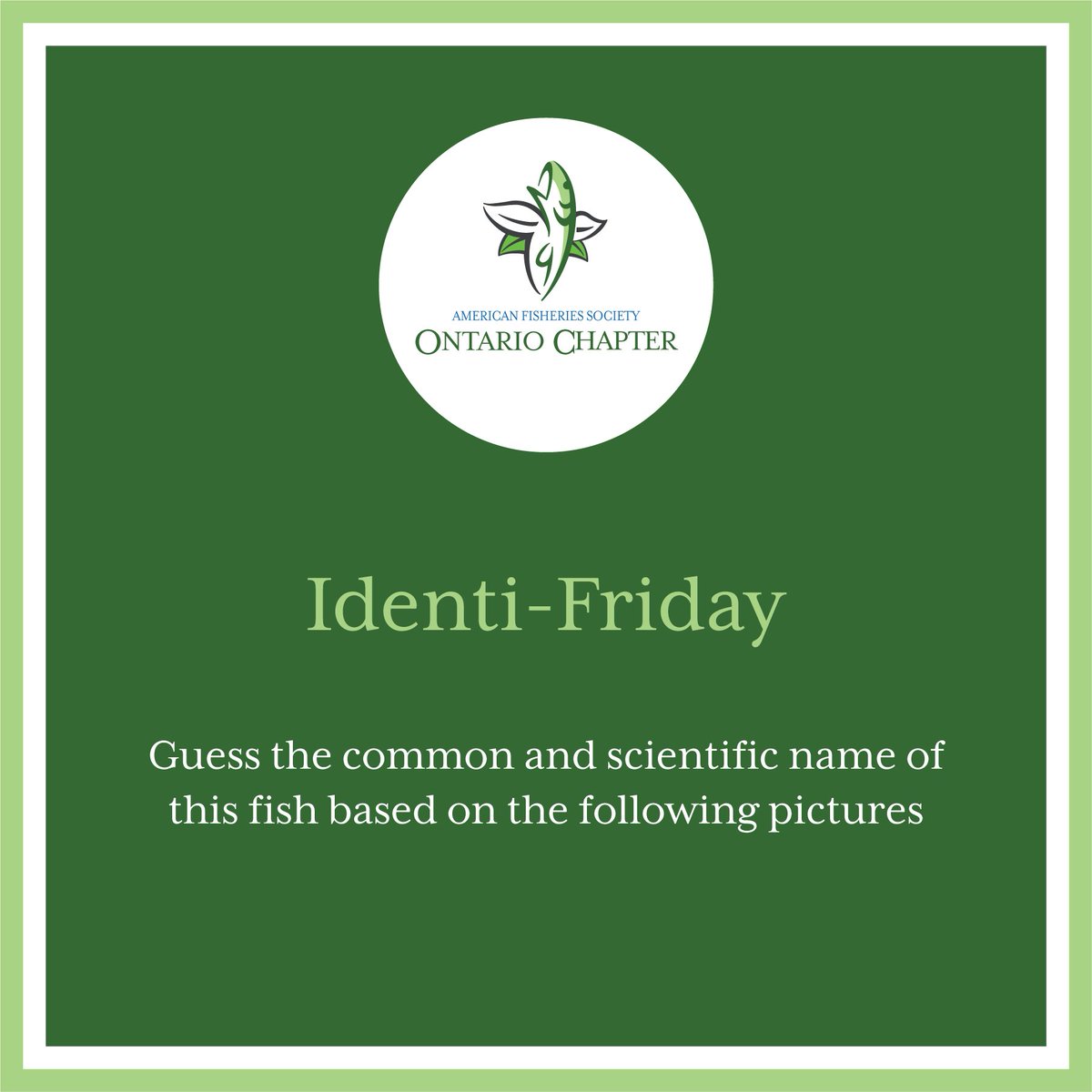 afs_ontario's tweet photo. The last #identifriday of 2023 is a good one! It may seem easy, but the bonus question... not so much!!! Don't forget to message your answer to enter for a raffle ticket at the 2024 AGM! #ontariofish #fish #americanfisheriessociety https://t.co/QbTB8eajmb