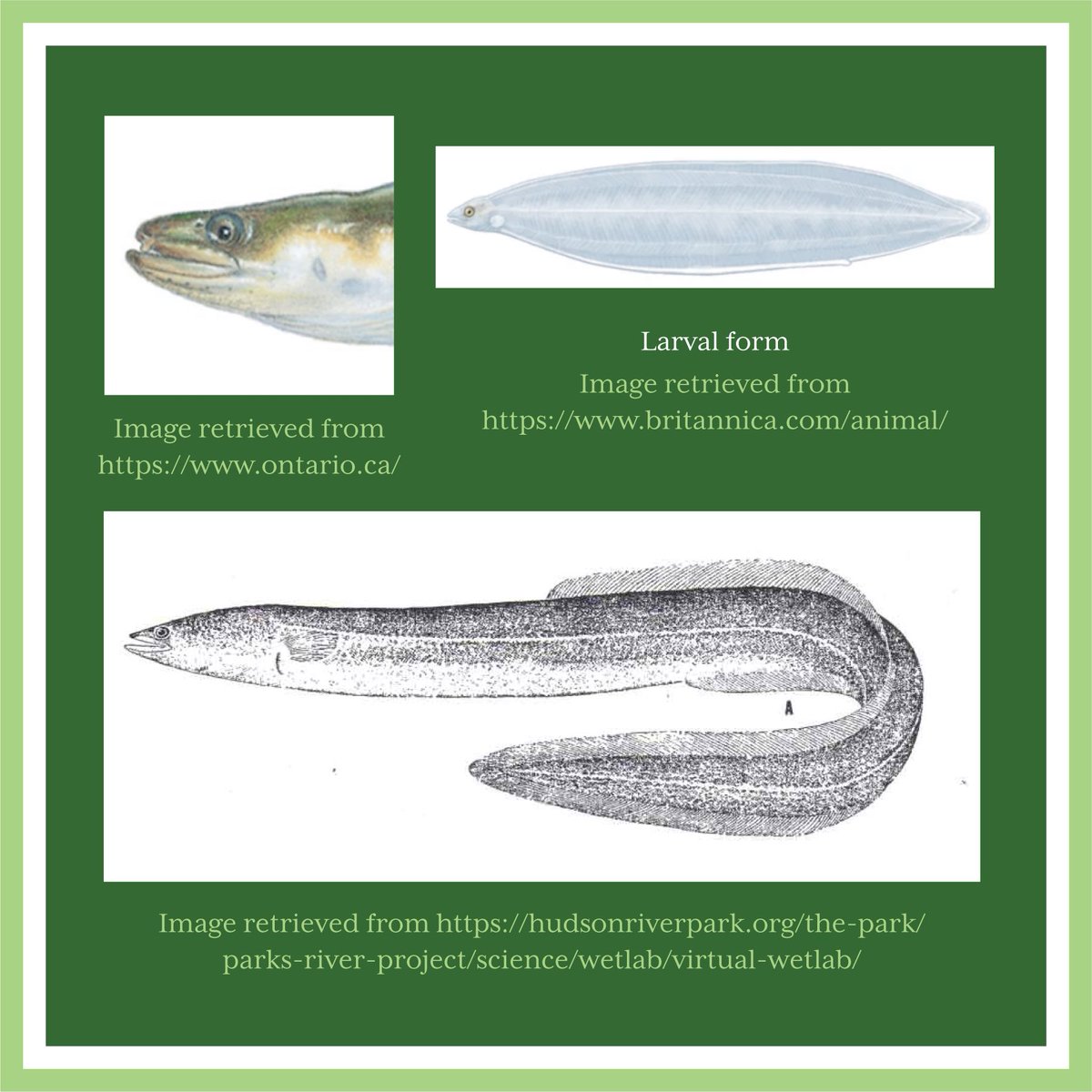 afs_ontario's tweet photo. The last #identifriday of 2023 is a good one! It may seem easy, but the bonus question... not so much!!! Don't forget to message your answer to enter for a raffle ticket at the 2024 AGM! #ontariofish #fish #americanfisheriessociety https://t.co/QbTB8eajmb