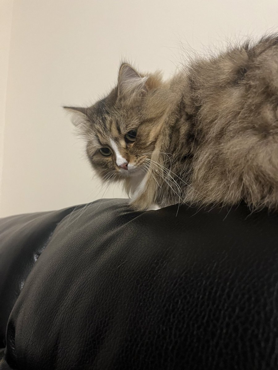 babasiberian's tweet photo. Oh hey guys #CatsofTwittter https://t.co/sQT5IwfCdA
