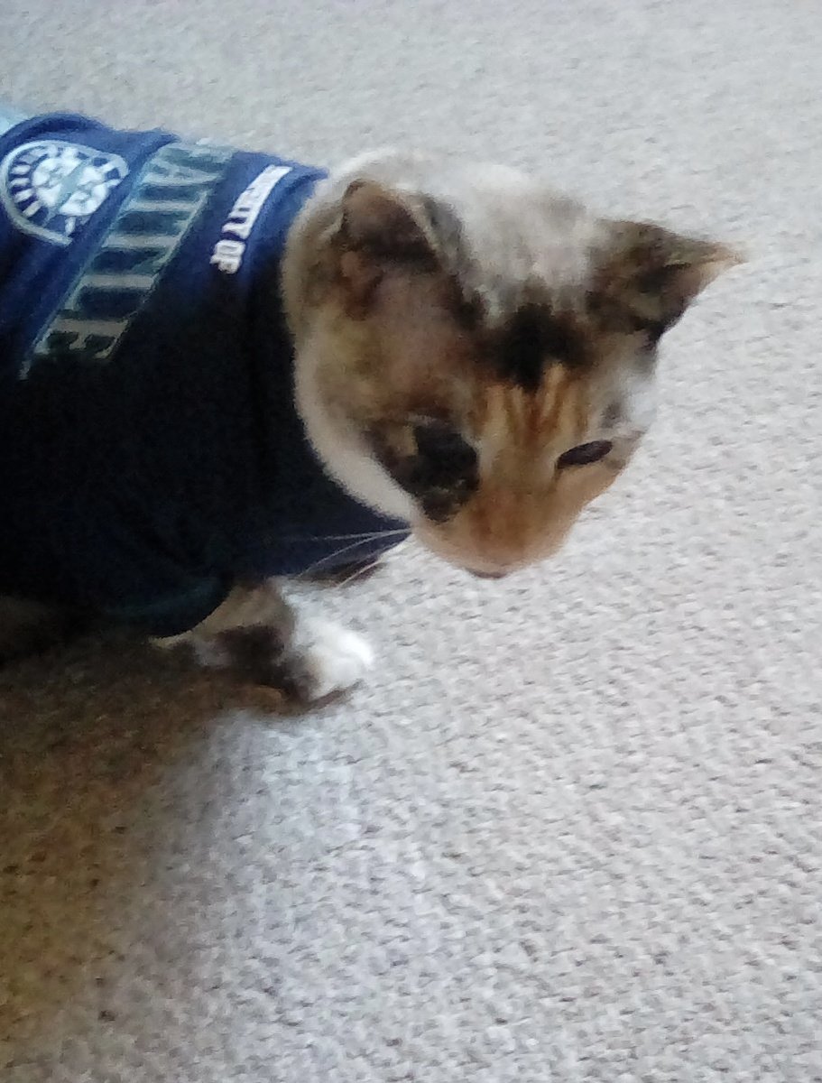 HealingPurrsPaw's tweet photo. Finkin of @SeattleP’s sweet sisfur #Jeego, who had her 2nd #Angelversary on Dec. 25t, wif #LUVnREMEMBRANCE ❤️🌈🌟
#HealingPurrsPawty #pawcircle #AngelGang #OTRB https://t.co/3gvpvoFCkz