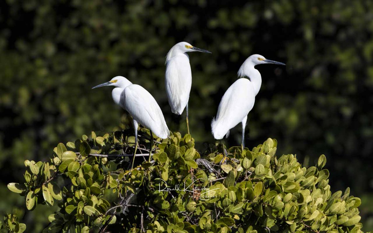 rkotinsky's tweet photo. We are the Snowy Whites!
-
Snowy White Egret Trifecta!
-
Winter in Florida can be quite snowy!
-
#birds #florids #egret #snowywhiteegret @todaysbird @thephotohour
#TwitterNatureCommunity #NaturePhotography
#birdphotography #BirdTwitter #birdsoftwitter
#wildlifephotography #wildllife #natgeo
@natgeomag #BBCWildlifePOTD
#wildlifephotography #nature #wildlife #birds #birdphotography
@CanonUSAimaging #CanonFavPic