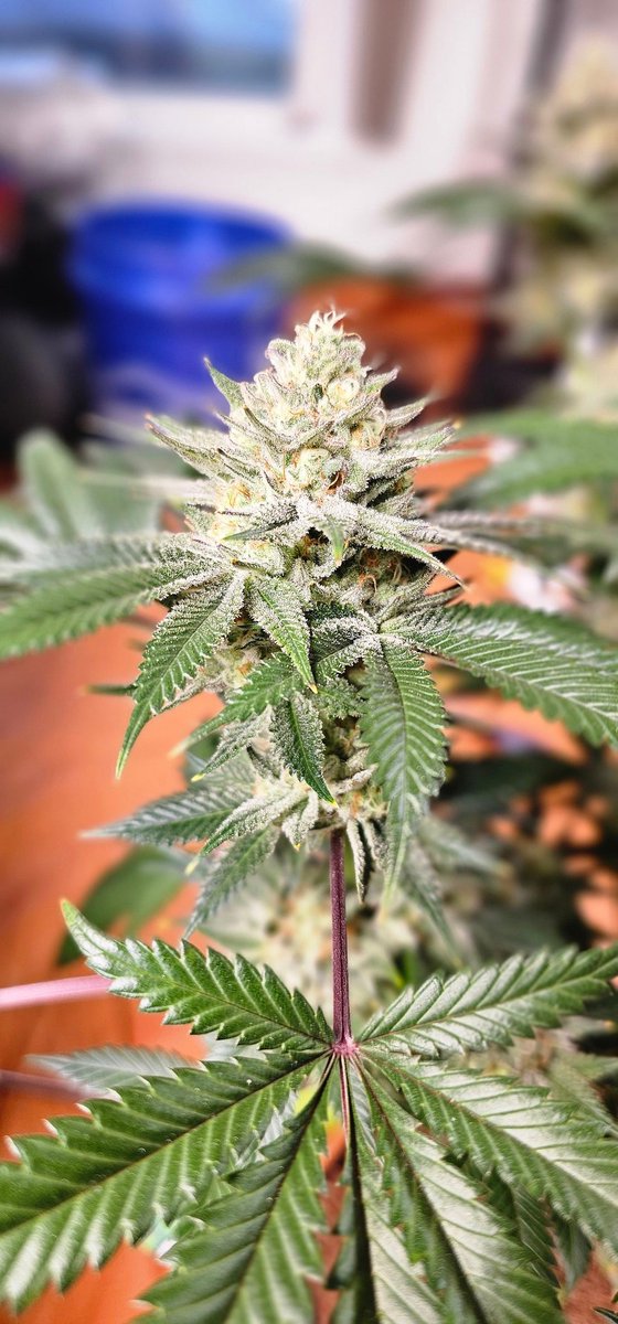 HermitHomestead's tweet photo. Absolutly loving this HiNote pheno, got some stank to her
#Crescendo 16 x #StrawberryCookiesOG
#ethosgenetics #ethos #growyourown #weedlife #WeedLovers #420Life #Growmies #PositiveVibes https://t.co/7CLFvN8xjV