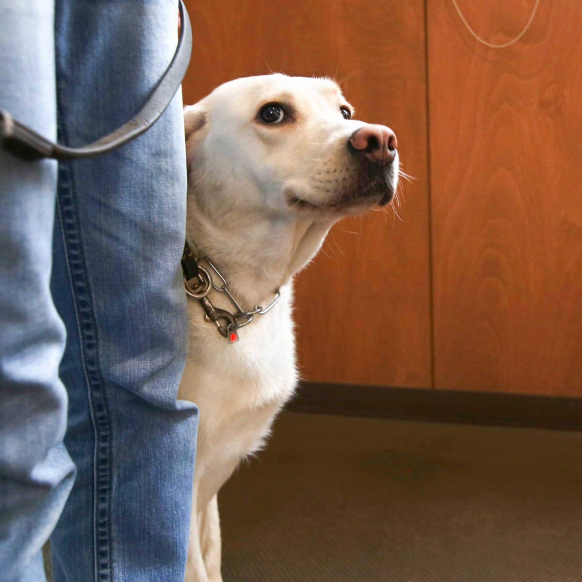 ご主人は何て言っているかな？と、ちらりと見上げる目。 

#盲導犬