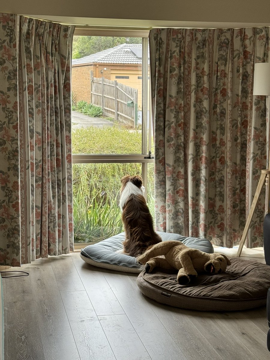 Rockmelon7's tweet photo. Sitting over there, say hello to the neighbourhood?😂 #bordercollie https://t.co/1X5QdLEwbH