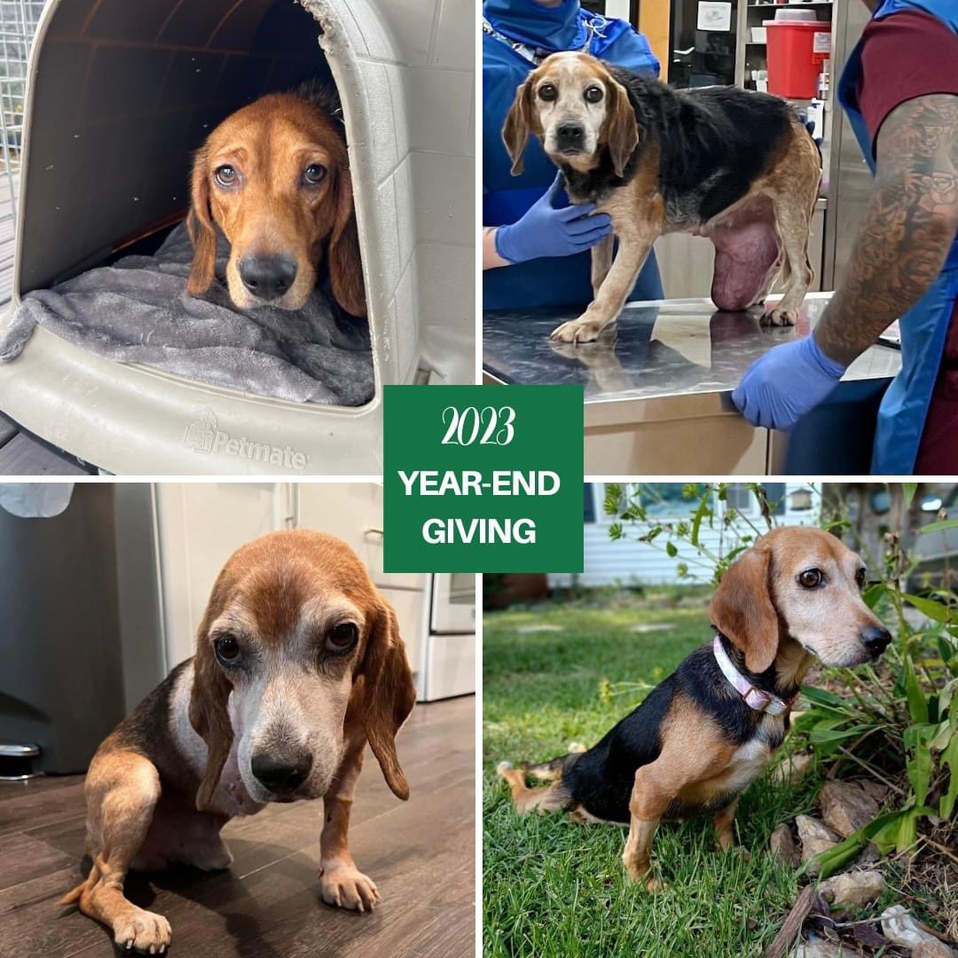 TriBeagles's tweet photo. As 2023 comes to a close, we want to thank YOU for an incredible year of saving beagle lives--your generosity is the backbone of our success! TBR is a non-profit, so your year-end donations are tax deductible! 
Venmo @trianglebeaglerescue
Paypal give@tribeagles.org https://t.co/VFtHf2leuC