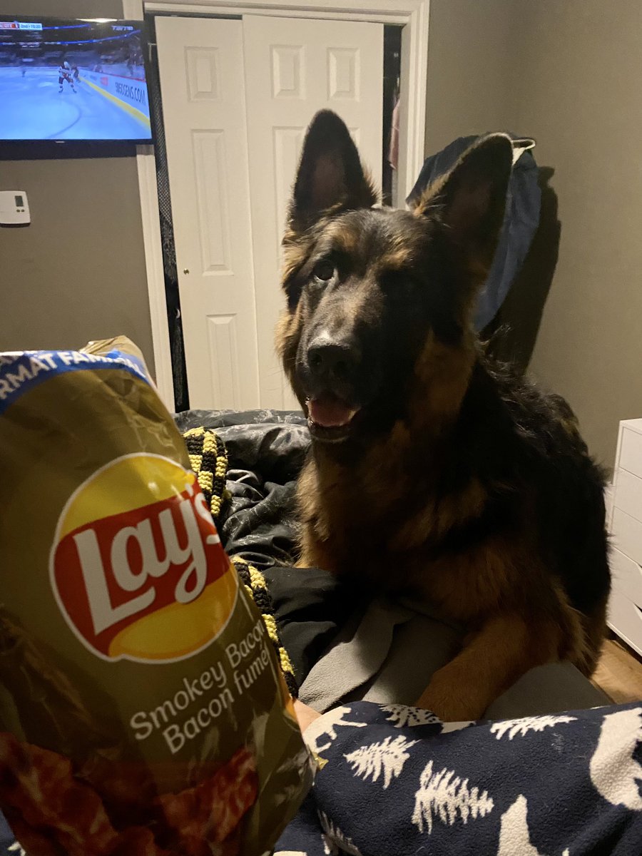 GoBruinsGo91's tweet photo. Nothings makes him smile more than a big bag of @LAYS  #GermanShepherd https://t.co/PQAjsOIsm3