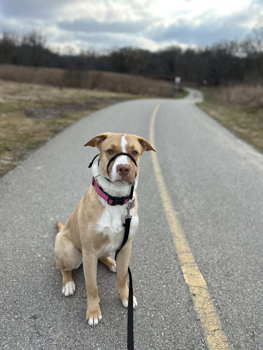 kim_phair's tweet photo. PLEASE SHARE - My Nova has gone missing. She was hit by a car and ran off.  Last seen in Wortley Village area about 3 hrs ago. She was just adopted her earlier this month from London Animal Care Centre, she was a stray. Is obviously not street smart…. https://t.co/pSX4GnkpHC