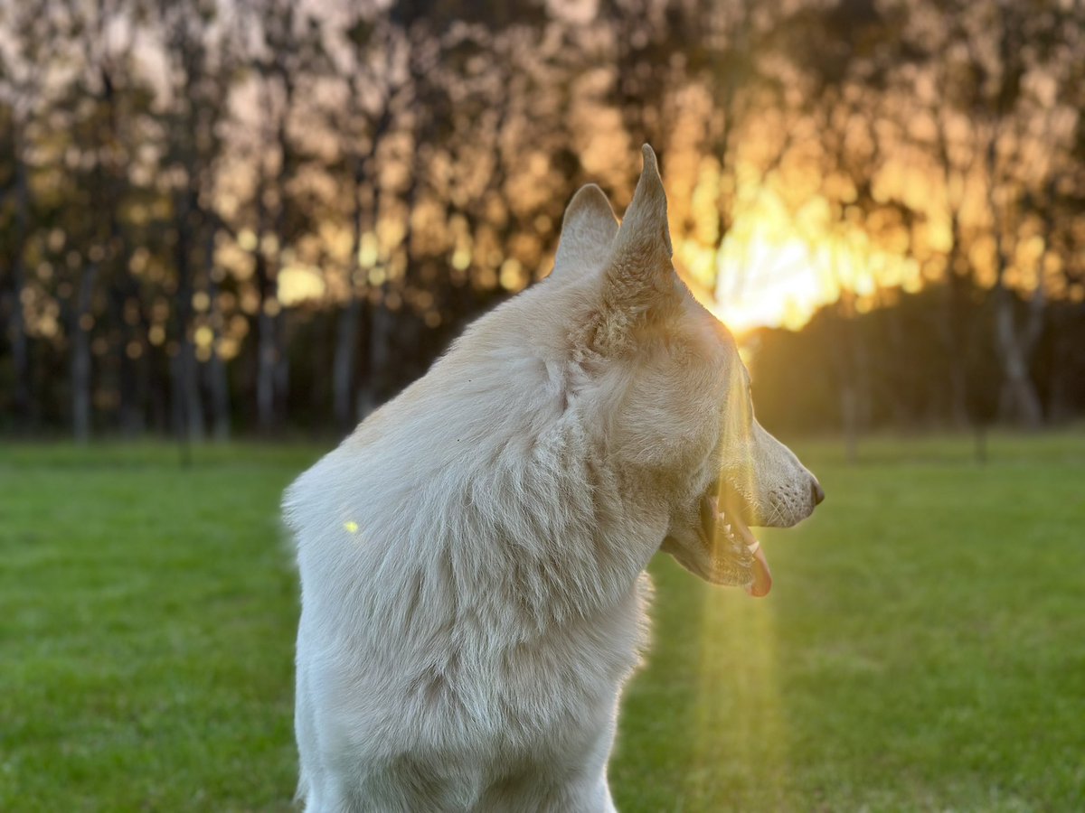 Dan Pentz tweet media