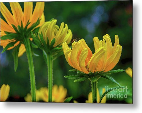 Standing Amongst Friends Framed Print
#travelingtx #buyart #dallasarboretum #blackeyedsusan #floralart #daisies #dmsfineart #dianamarysharpton #fineartamerica #fineart4sale #walldecor #prints4sale #Apparelwart

Artist Deck: dianamary-sharpton.pixels.com/featured/stand…