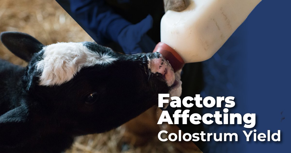 🐄 Concerned about low Colostrum Yields?
Ever wondered how factors like Brix %, calf sex, and weather influence colostrum quality? 
Dive into the article in the latest Dairy Grist to learn more!

🔗 link.gvfgroup.ca/DairyGristcolo…
 
#DairyFarming #cdnag #ontag #dairylove
