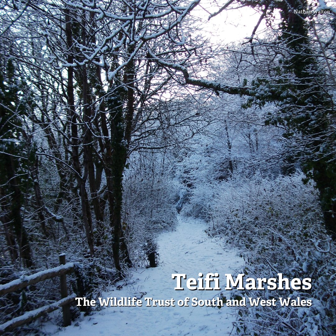 WildlifeTrusts's tweet photo. Explore the frosty world outside your door this #12DaysWild. There are so many enchanting nature reserves across The Wildlife Trusts, take a look at these pics from previous winters to see how beautiful they can be! Find one near you. 👉 https://t.co/eLK3GgmNJd https://t.co/V02eUj7DlU