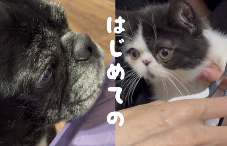 i_am_htm's tweet photo. はじめてづくしのエキゾチック子猫と黒パグ【生後2か月半】 https://t.co/RrEemXggwB @YouTubeより

#YouTube
#pug #frenchbulldog #mix 
#dog #babi #love
#kitten #cat
#exotic #short #hair #lulu https://t.co/CoXHVcIWKT