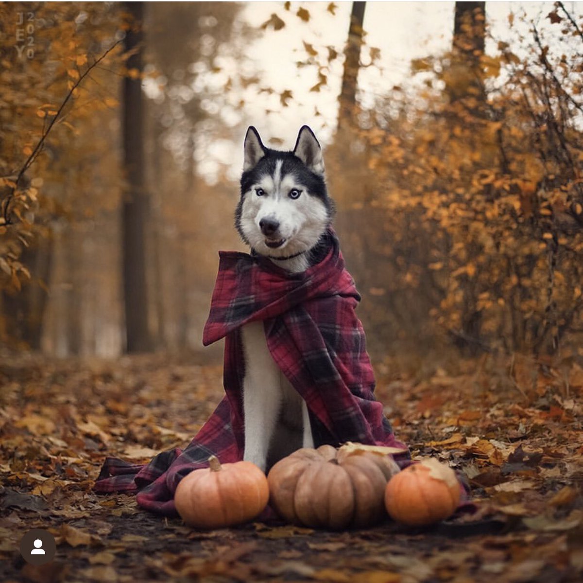 JCat69's tweet photo. @dogsunderhood Немецкая овчарка
Лайка
Маламут 
Редко кто называет правильно Хаски и это странно, потому что хаски сейчас много https://t.co/SucvPSx5h7