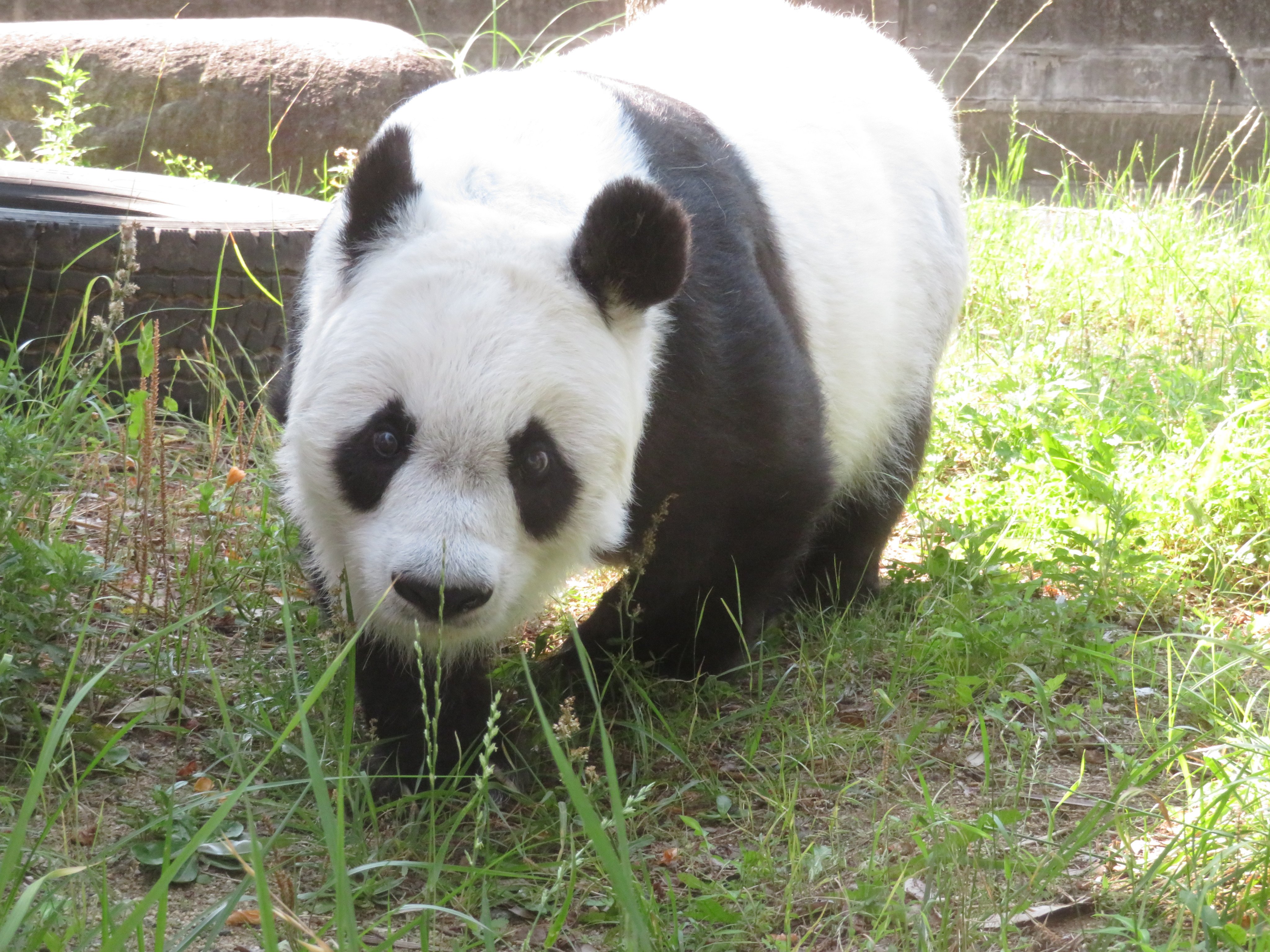予約販売】王子動物園開園記念「Tシャツ（タンタン）」