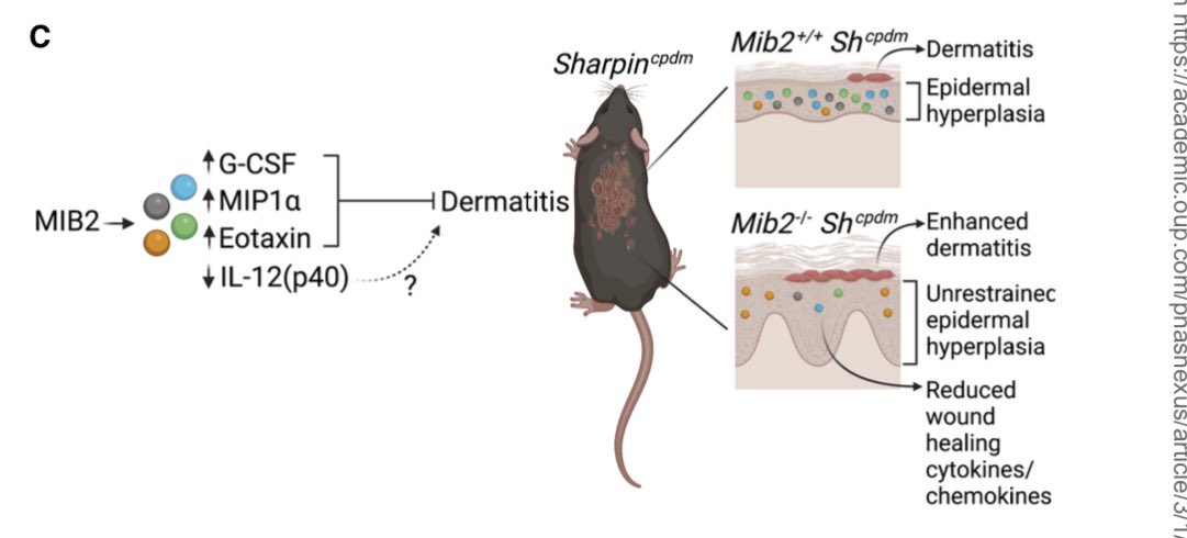 See our latest paper <a href="/PNASNexus/">PNAS Nexus</a> uncovering an unexpected role for the E3 ligase MIB2 in the wound healing response! 🐁🩹 Very proud of this excellent study ☺️