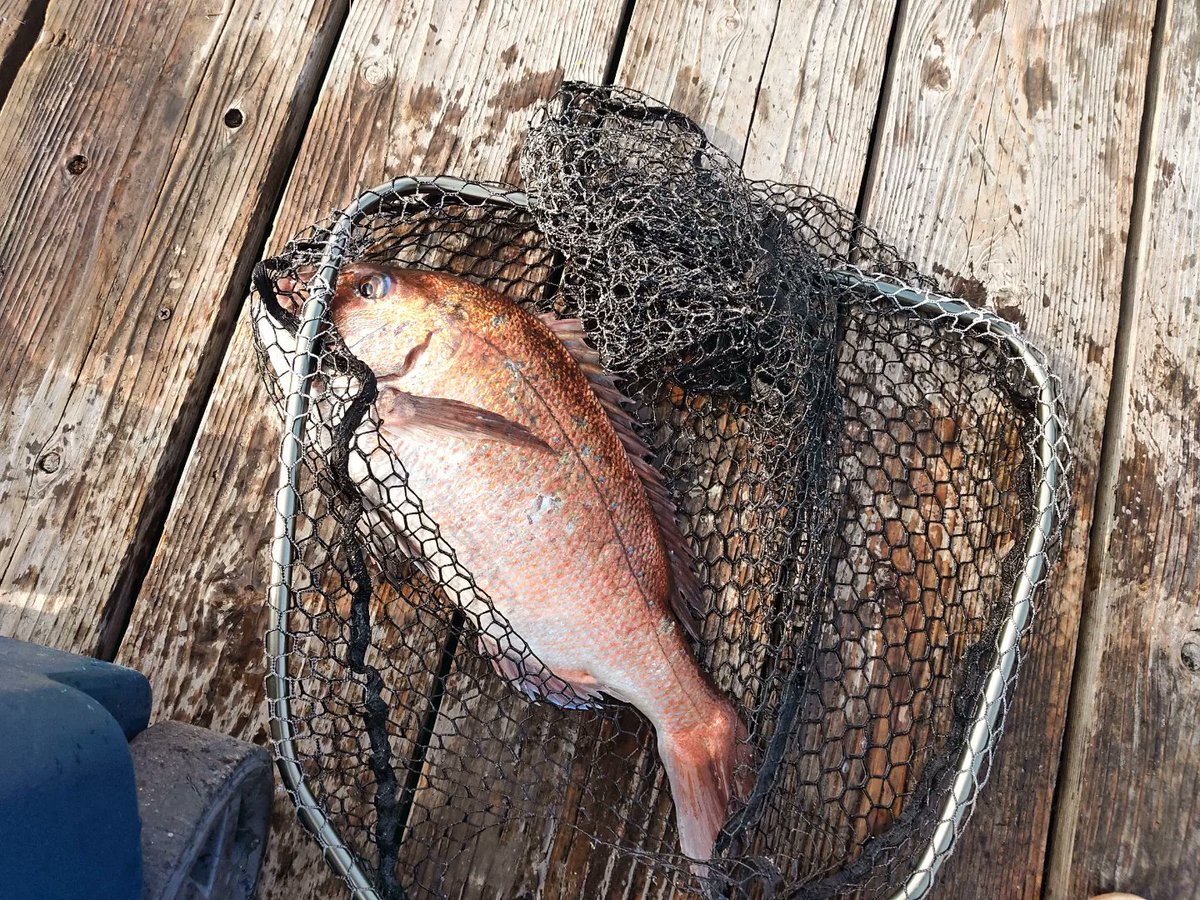 konantsuri's tweet photo. 久しぶりに釣り来た🎣

調子はいい☺ https://t.co/Vxi8kIGzVb
