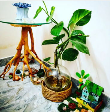 Tanjila63's tweet photo. #indoor plant
#30th december 2023 https://t.co/rBKtPNgqKl
