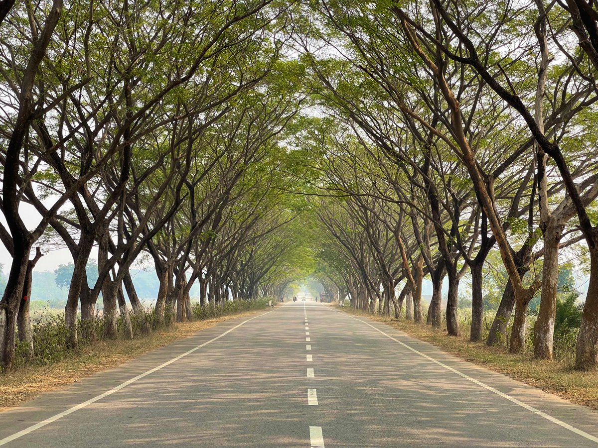 manas_muduli's tweet photo. One of the most photographed roads of Odisha. 

Dasapalla-Nayagarh road canopy. https://t.co/y5JQB4sscu