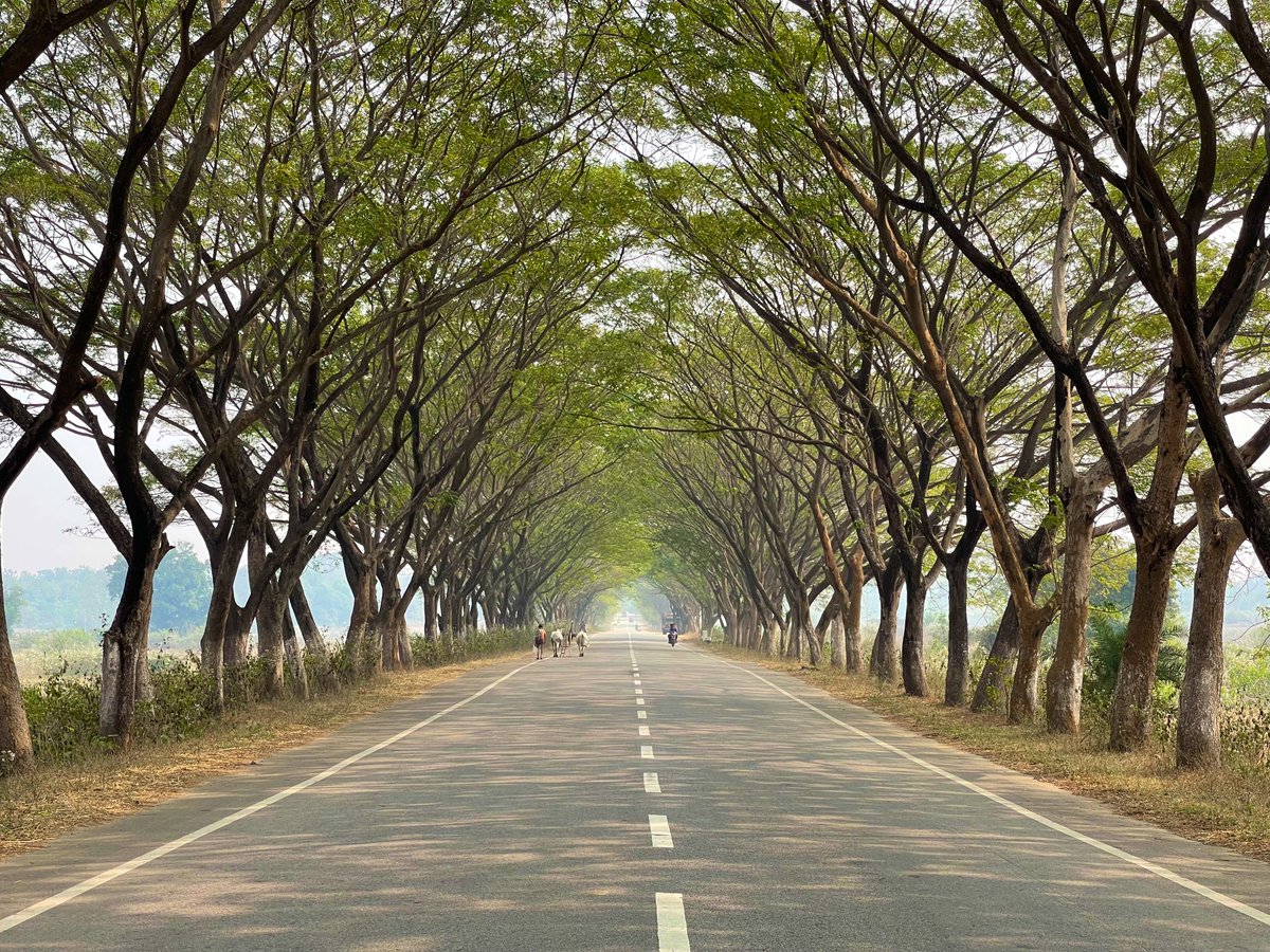 manas_muduli's tweet photo. One of the most photographed roads of Odisha. 

Dasapalla-Nayagarh road canopy. https://t.co/y5JQB4sscu