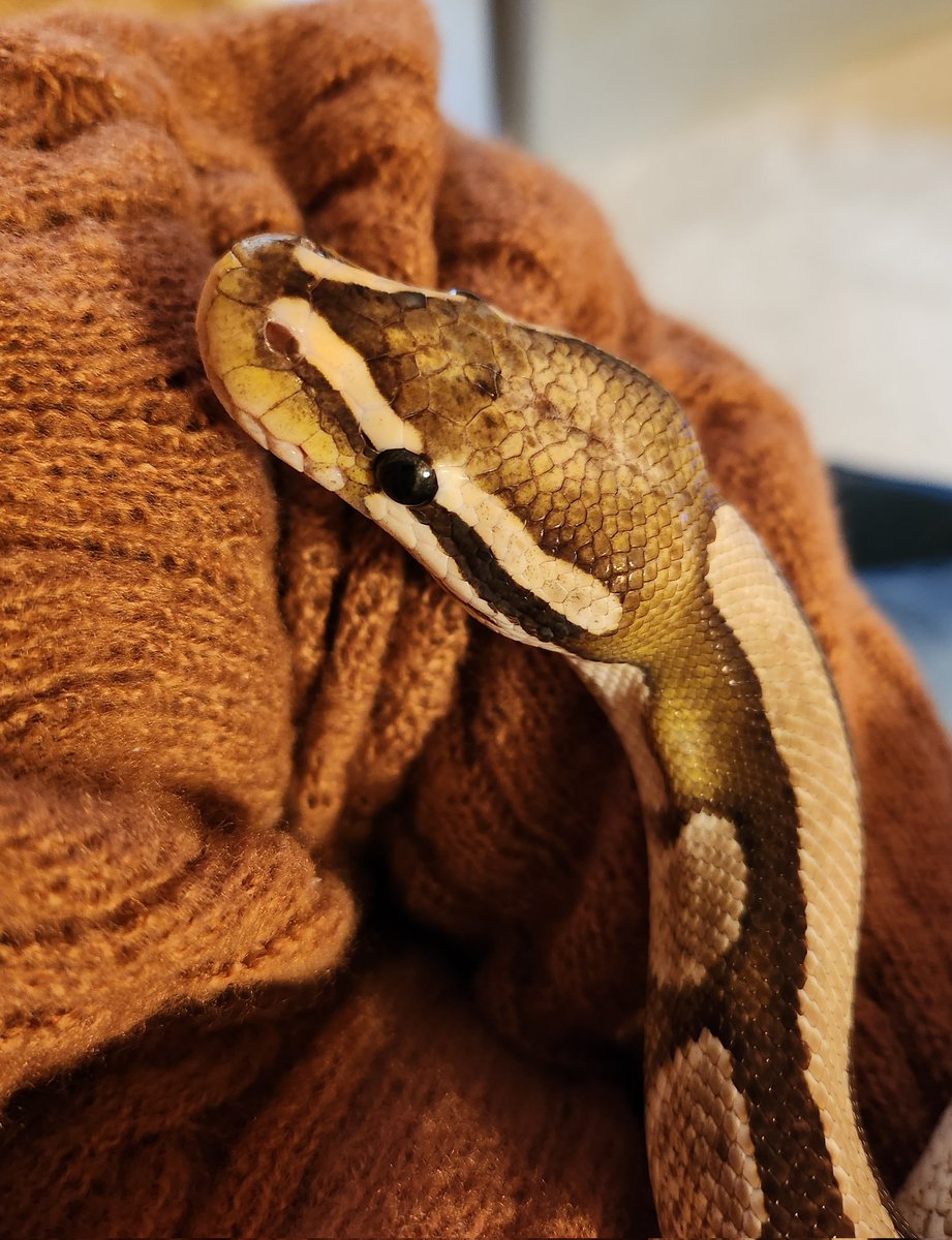 Kat 🐍 tweet media