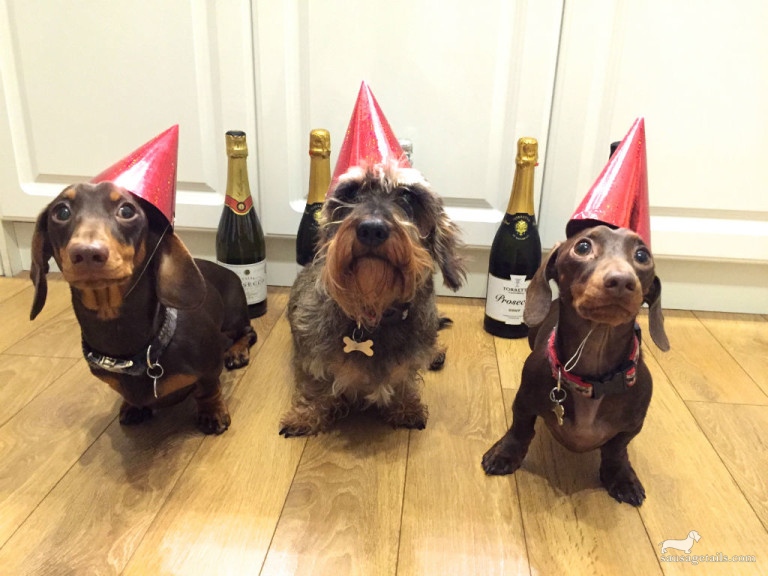 WoofRight's tweet photo. Happy New Year's Eve!

#DogRightNYE2024 #DoggoBallDrop #DogRightNewYears #DRNYE #DogRightNYE #NewYearNewDoggo https://t.co/WaxpruI6VS