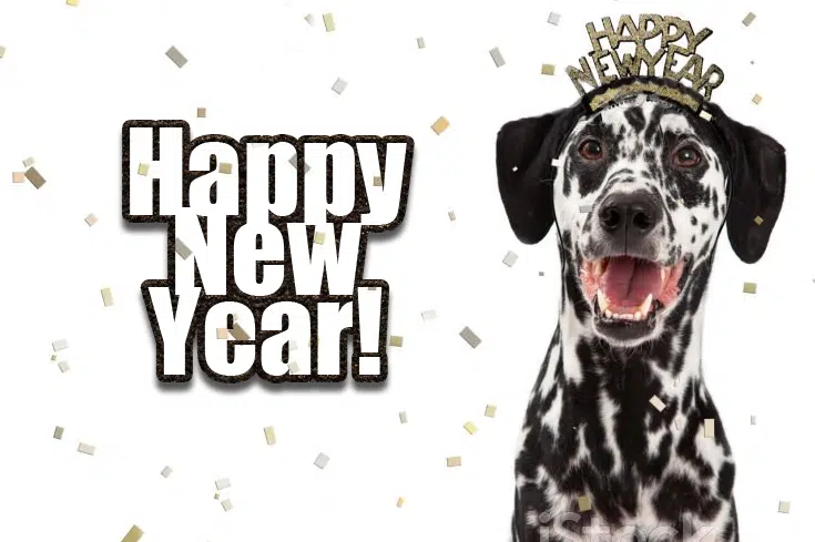 WoofRight's tweet photo. Happy New Year's Eve!

#DogRightNYE2024 #DoggoBallDrop #DogRightNewYears #DRNYE #DogRightNYE #NewYearNewDoggo https://t.co/FTBnMAHSWl