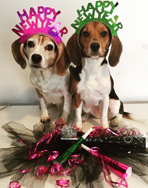 WoofRight's tweet photo. Happy New Year's Eve!

#DogRightNYE2024 #DoggoBallDrop #DogRightNewYears #DRNYE #DogRightNYE #NewYearNewDoggo https://t.co/SSs666sab7