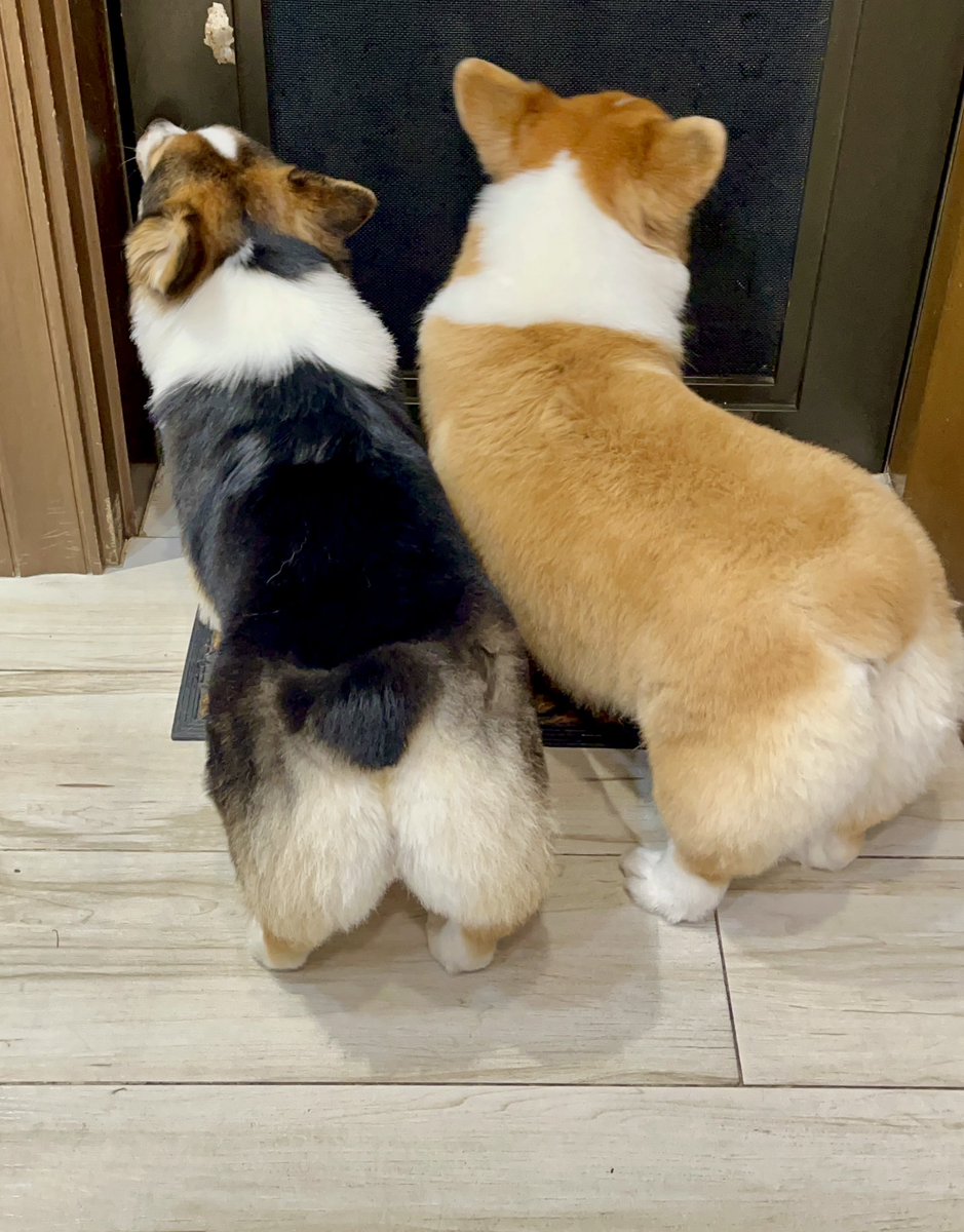 mrsunlawyer's tweet photo. Sheer puwet-ry.*
@AmberTheCorgi #SaffronTheCorgi #dogs #dogsoftwitter #corgis #fluffybutts @unlawyer
*Puwet (poo-wet)/pwet is Tagalog for butt https://t.co/QrCmdhj8rc
