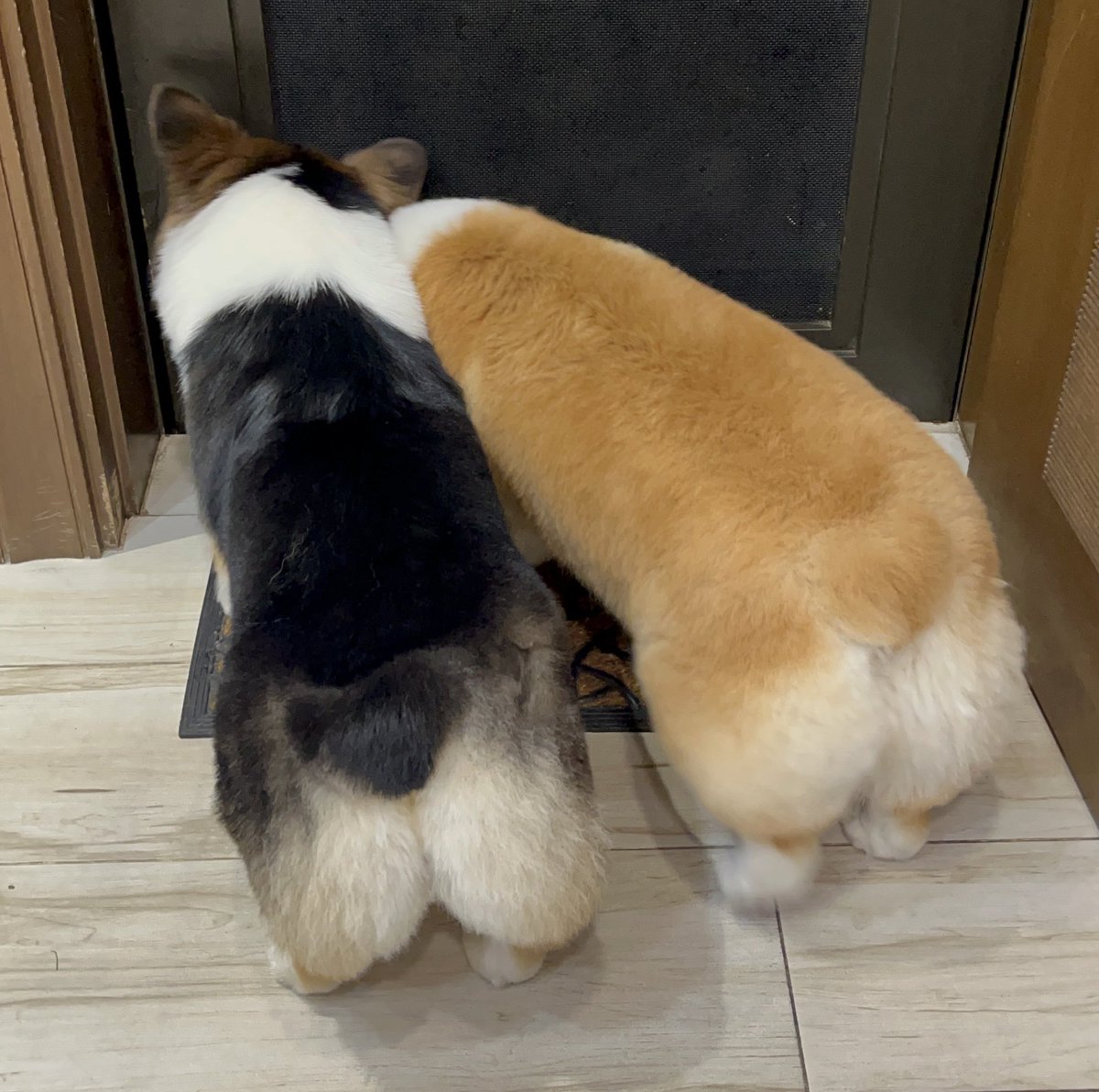 mrsunlawyer's tweet photo. Sheer puwet-ry.*
@AmberTheCorgi #SaffronTheCorgi #dogs #dogsoftwitter #corgis #fluffybutts @unlawyer
*Puwet (poo-wet)/pwet is Tagalog for butt https://t.co/QrCmdhj8rc