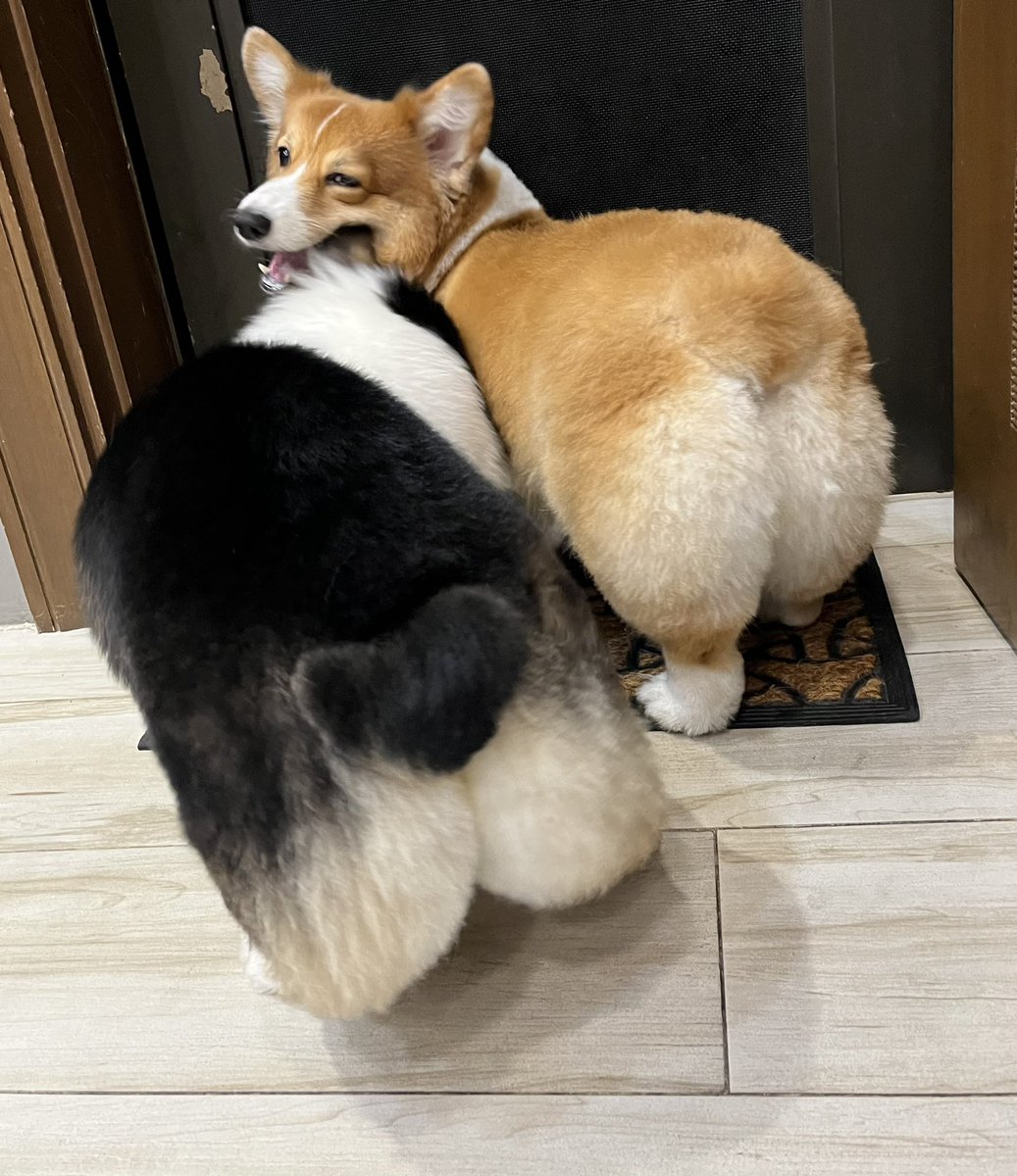 mrsunlawyer's tweet photo. Sheer puwet-ry.*
@AmberTheCorgi #SaffronTheCorgi #dogs #dogsoftwitter #corgis #fluffybutts @unlawyer
*Puwet (poo-wet)/pwet is Tagalog for butt https://t.co/QrCmdhj8rc
