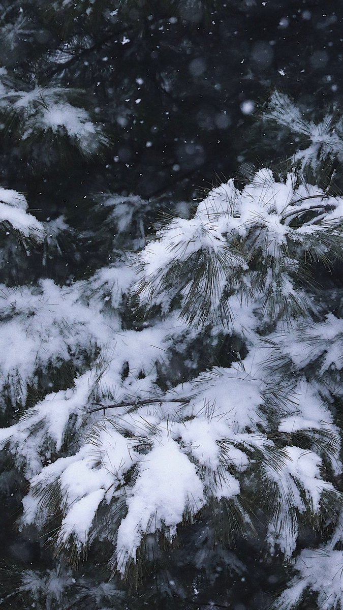 mond_held's tweet photo. 🌲❄️ https://t.co/etqoxdelO5