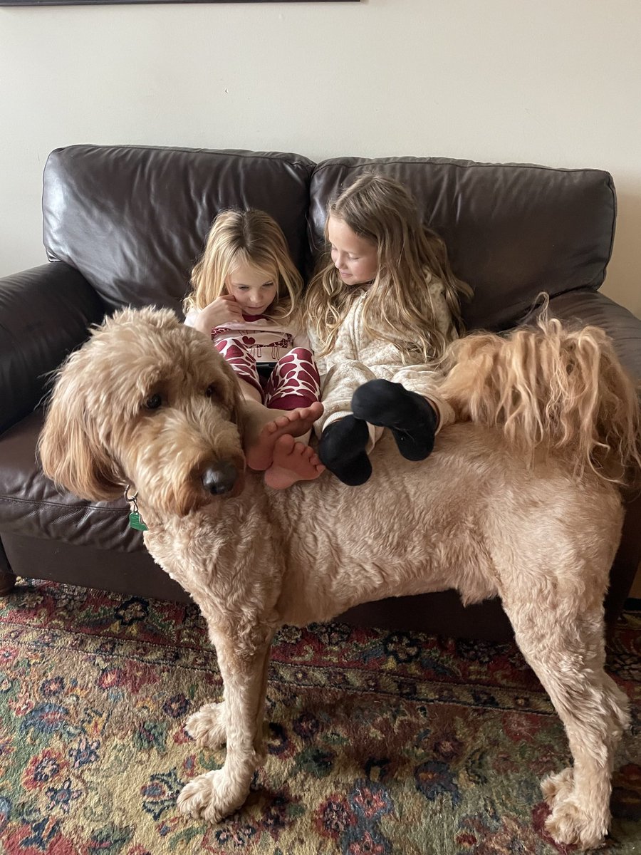 CarahBright's tweet photo. #Dogs make the best #footrests https://t.co/sHsQiqyL49