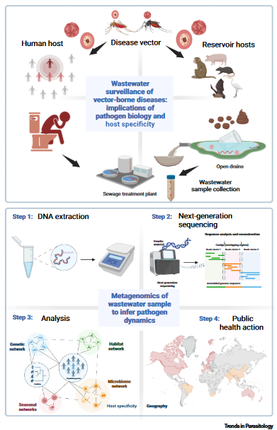 fishtiaq's tweet photo. 🚨New pub alert-highlighting the limitations/cautionary view on how priority #pathogens of #Wastewater surveillance might be different based on the #geographical context and pathogen biology and availability of #sewage network for public health action
https://t.co/ZhMF7jLttF https://t.co/IUFbuHEW2R