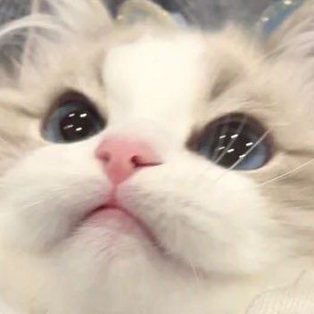 onIyforv's tweet image. 