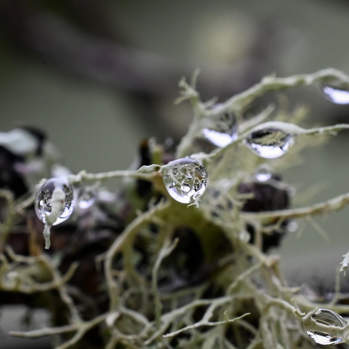 #oregonlife #oregoncoast #natuerlover #pnwlife #pnw #naturephotography #macrophotography #photooftheday #shutterbug #photographylovers #nikonphotography #nikonz6 #myhappyplace #anxietyrelief #mushroomphotos #fungiphotography #OptOutside #lichen #lichenphotography