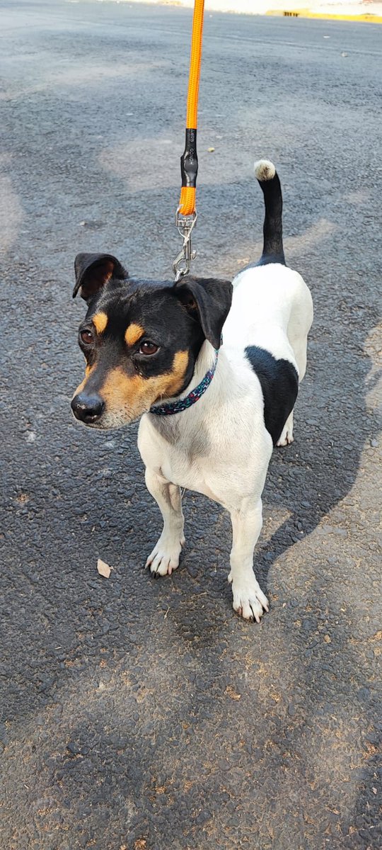 LaCampestre_Ch's tweet photo. Perro perdido tipo Ratonero o Jack Russell color blanco con manchas color negro y café, encontrado sin collar ni placa en Cerro del Chapulín, Campestre Churubusco, Coyoacán, lo tienen en resguardo en Cerro Macuiltepec. Lo reconoces? Por favor RP @PaseosdeTaxquea @MascotasSismo https://t.co/1M88jPXsOo
