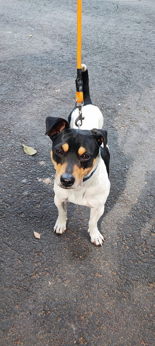 Perro perdido tipo Ratonero o Jack Russell color blanco con manchas color negro y café, encontrado sin collar ni placa en Cerro del Chapulín, Campestre Churubusco, Coyoacán, lo tienen en resguardo en Cerro Macuiltepec. Lo reconoces? Por favor RP <a href="/PaseosdeTaxquea/">PaseosDeTaxqueña</a> <a href="/MascotasSismo/">Mascotas Sismo</a>