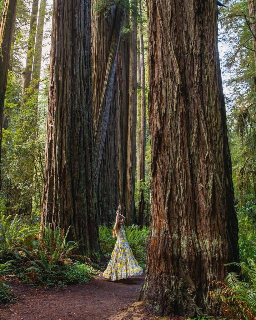 VisitDelNorte's tweet photo. Dancing into the New Year like … #visitdelnorte 

Make the plan for 2024 to come see the tallest coastal redwood trees in the world
📸 Gorgeous capture by @asyatravels 

#visitcalifornia #visitdelnortecounty #delnortecounty #crescentcityca #hikemore #… https://t.co/oshB60Rqvf https://t.co/D1DcYN7XoU