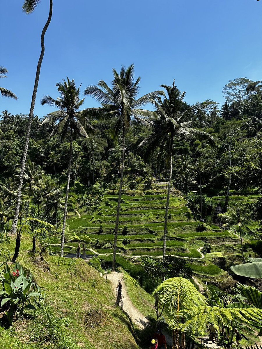 Heading towards 2024 in the Balinese nature 🇮🇩☀️