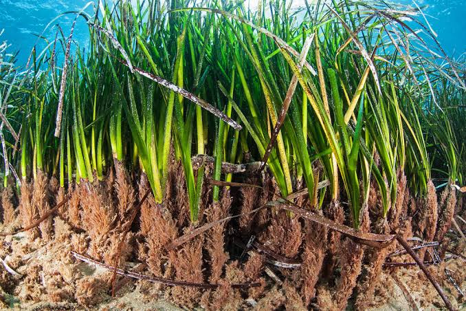 Seagrasses are unsung heroes of the ocean! Learn how these underwater meadows provide food, oxygen, and shelter for a myriad of marine species. 🌱🐠 #SeagrassEcosystems #SeagrassConservation #UnderwaterMeadows