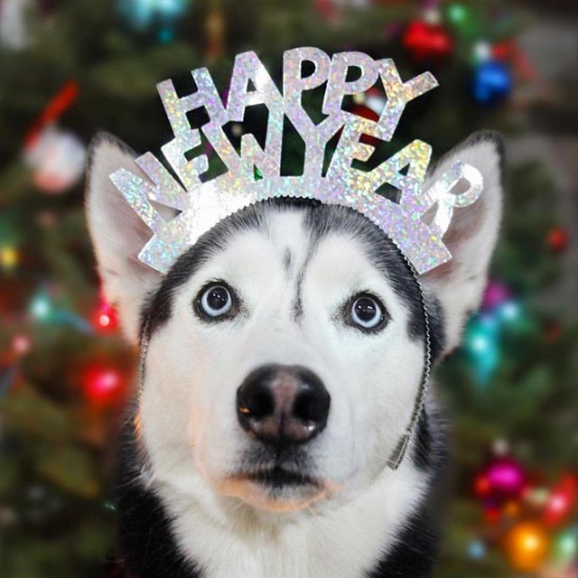 WoofRight's tweet photo. Happy New Year Taiohae!

#NewYearMART

#DogRightNYE2024 #DoggoBallDrop #DogRightNewYears #DRNYE #DogRightNYE #NewYearNewDoggo https://t.co/abjVYrN0rB